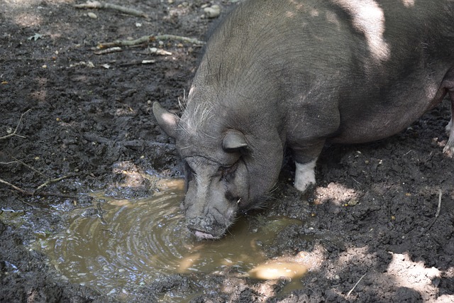 的挑战与潜 的挑战与潜